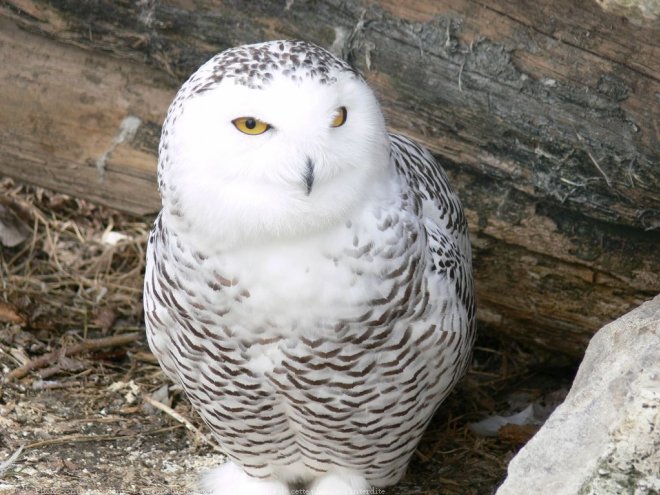 Photo de Harfang des neiges