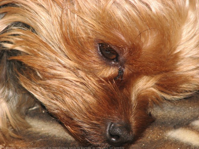 Photo de Yorkshire terrier