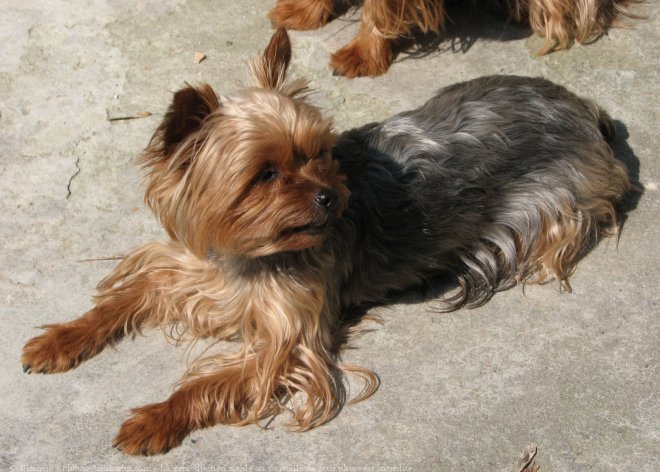 Photo de Yorkshire terrier