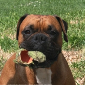 Photo de Boxer