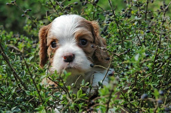 Photo de Cavalier king charles spaniel