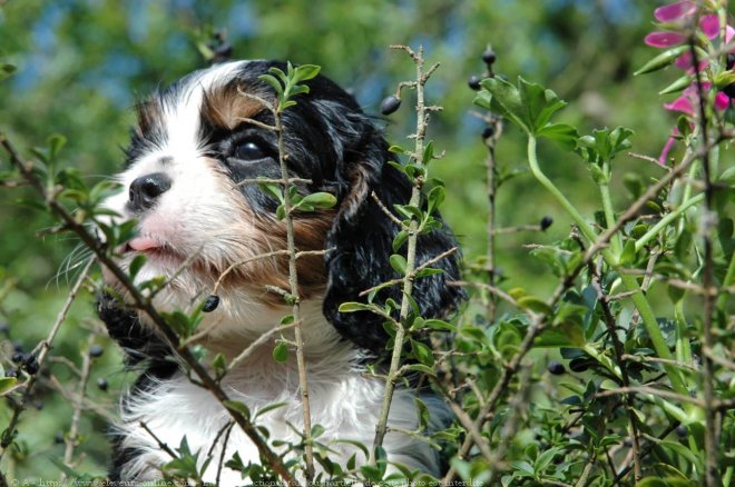 Photo de Cavalier king charles spaniel