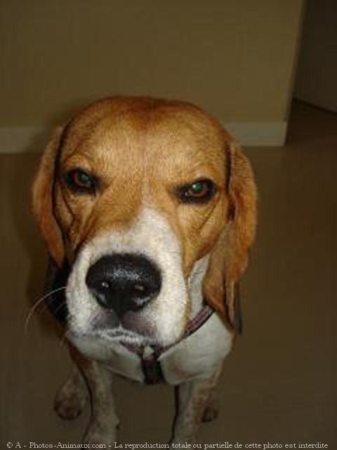 Photo de Beagle