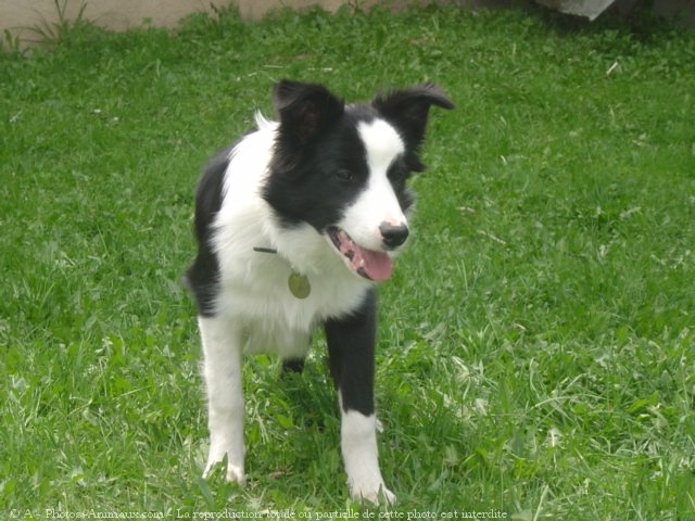 Photo de Border collie