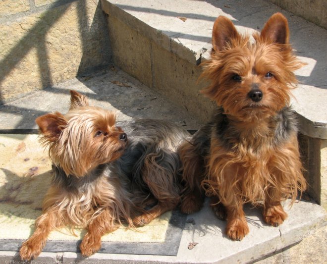 Photo de Yorkshire terrier