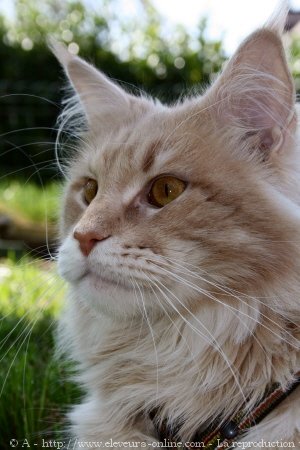 Photo de Maine coon