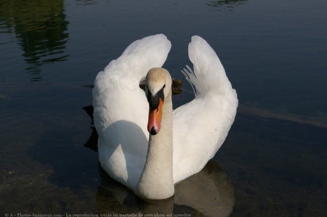 Photo de Cygne