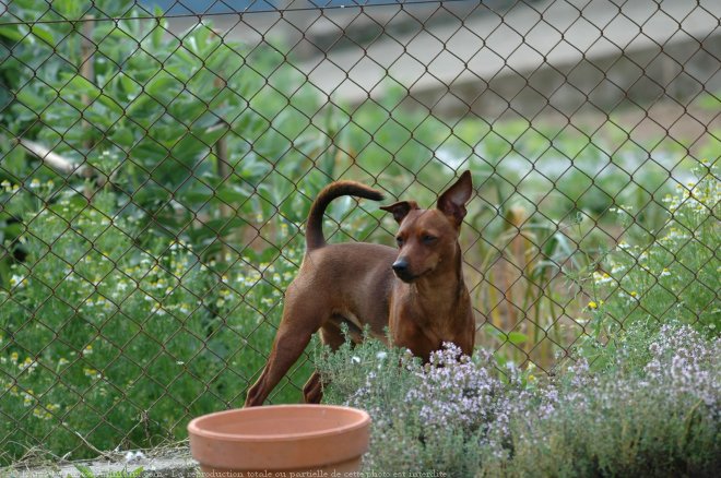 Photo de Pinscher nain