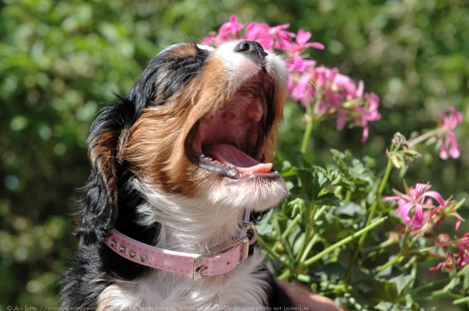 Photo de Cavalier king charles spaniel