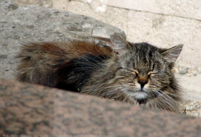 Photo de Chat domestique