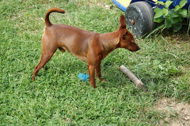 Photo de Pinscher nain