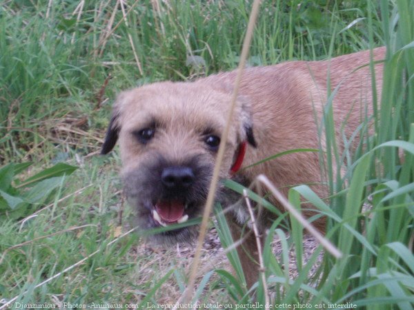 Photo de Border terrier