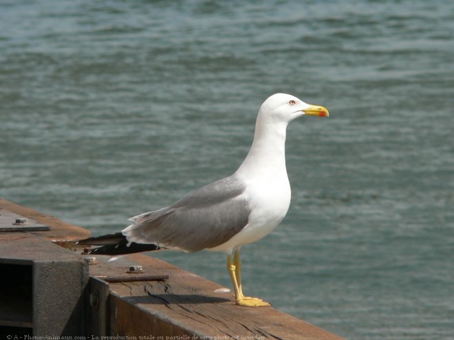 Photo de Mouette