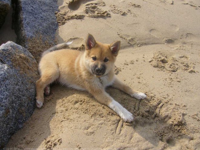 Photo de Chien de berger islandais