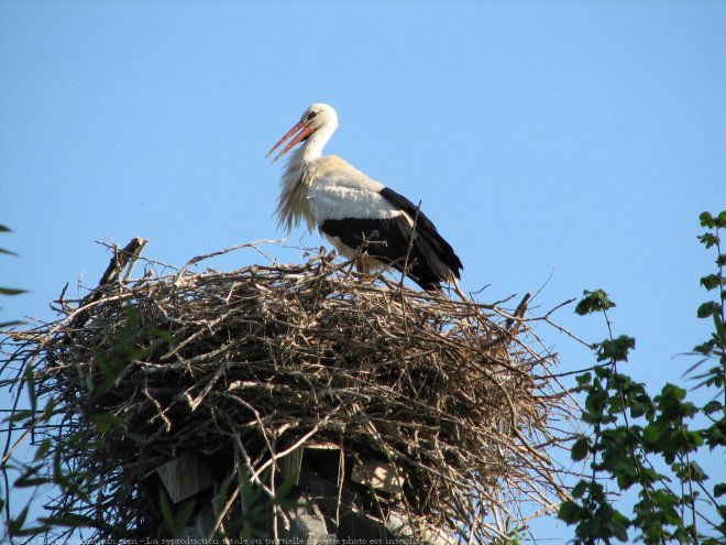 Photo de Cigogne