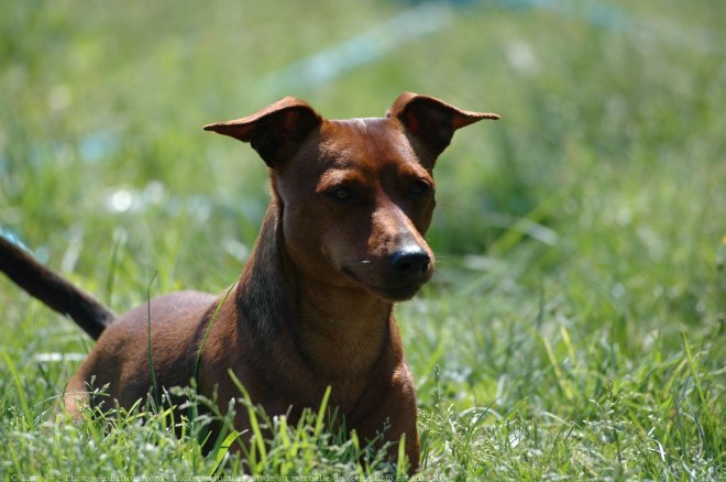 Photo de Pinscher nain