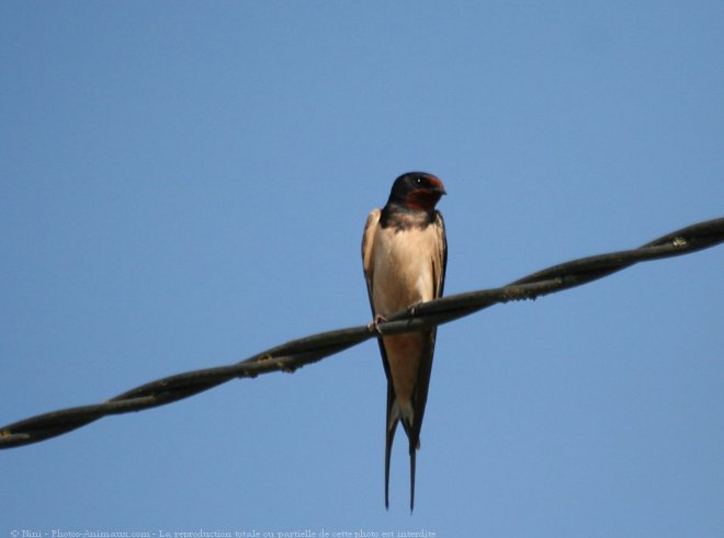 Photo de Hirondelle