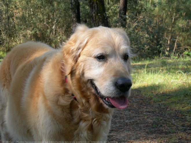 Photo de Golden retriever