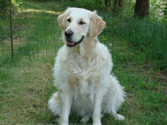 Photo de Golden retriever