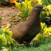 Photo de Pigeon