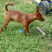 Photo de Pinscher nain