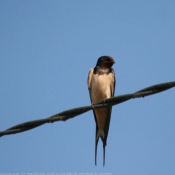 Photo de Hirondelle