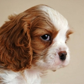 Photo de Cavalier king charles spaniel