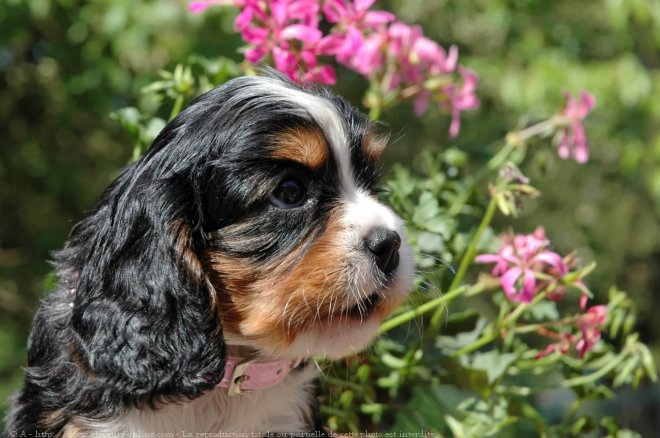 Photo de Cavalier king charles spaniel