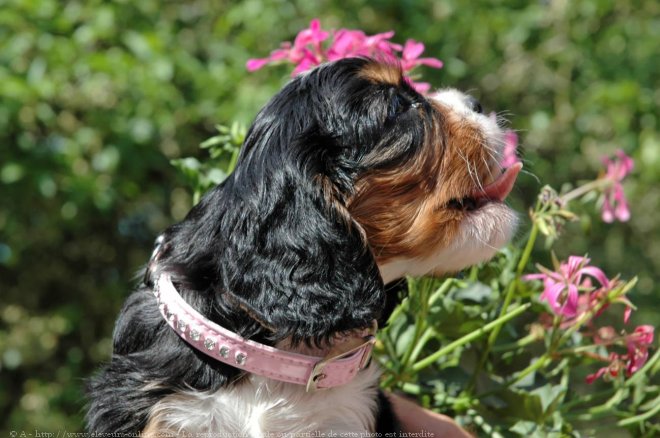 Photo de Cavalier king charles spaniel