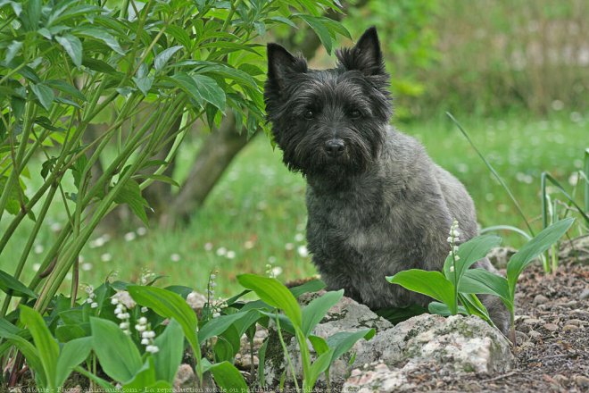 Photo de Cairn terrier