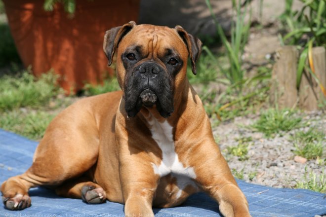 Photo de Boxer