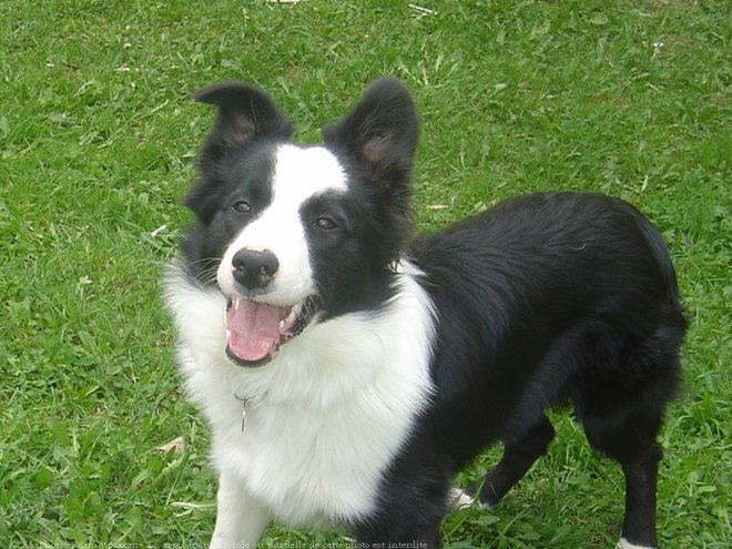 Photo de Border collie