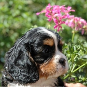 Photo de Cavalier king charles spaniel