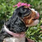 Photo de Cavalier king charles spaniel