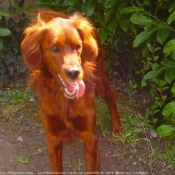 Photo de Setter irlandais rouge