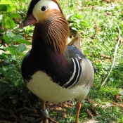 Photo de Mandarin