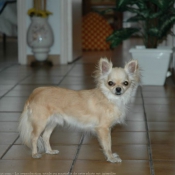 Photo de Chihuahua  poil long