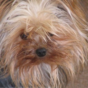 Photo de Yorkshire terrier