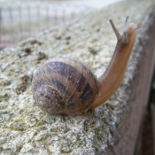 Photo d'Escargot