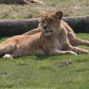 Photo de Lion