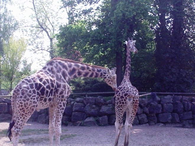 Photo de Girafe