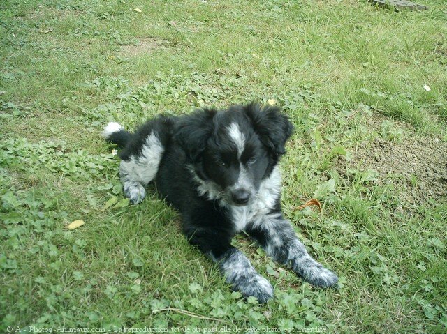 Photo de Border collie