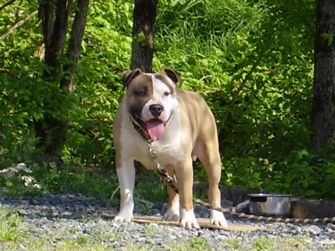 Photo d'American staffordshire terrier