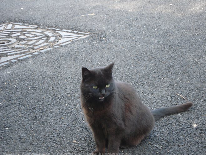 Photo de Chat domestique