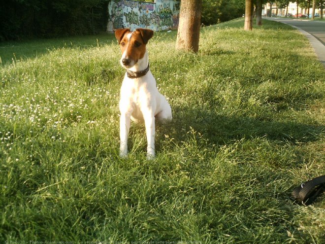 Photo de Fox terrier  poil lisse