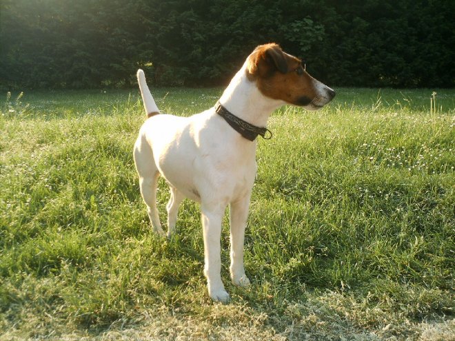 Photo de Fox terrier  poil lisse