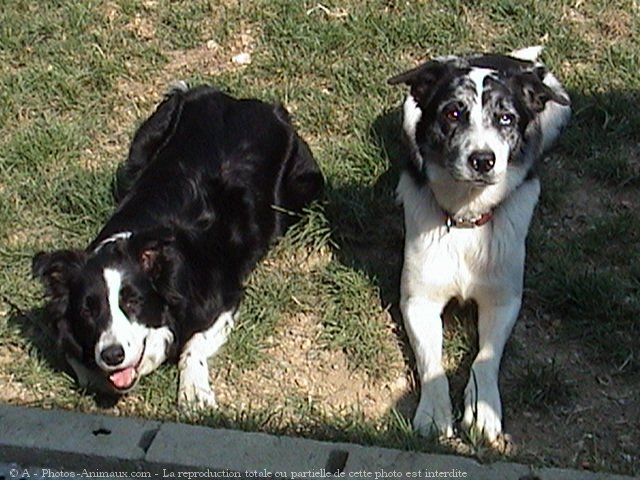 Photo de Border collie