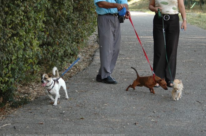 Photo de Chihuahua  poil long