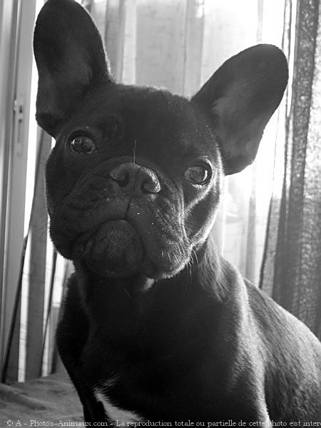 Photo de Bouledogue franais