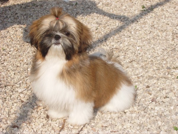 Photo de Shih tzu